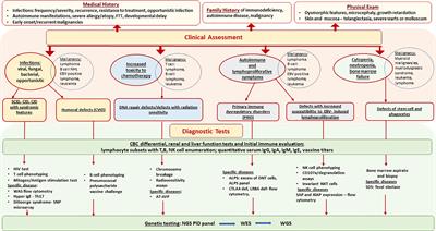 Primary Immunodeficiencies and Hematologic Malignancies: A Diagnostic Approach